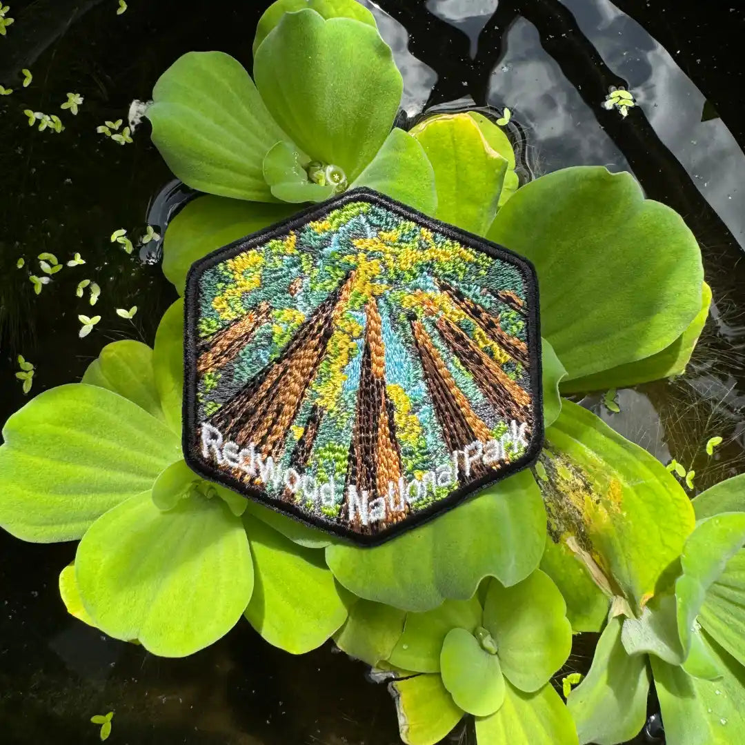Redwood National Park patch showing tall forest trees from below