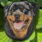 Rottweiler Dog Portrait Patch Embroidered Patch – Iron On / Sew On 🧵