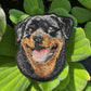 Rottweiler Dog Portrait Patch Embroidered Patch – Iron On / Sew On 🧵