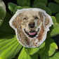 Golden Retriever Dog Portrait  Patch Embroidered Patch – Iron On / Sew On 🧵
